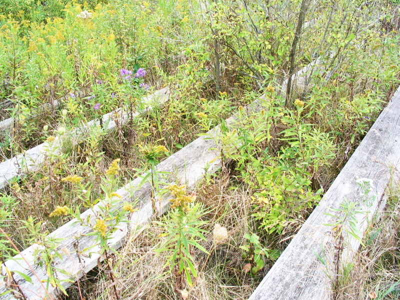 Sept 2004 photo Thunder Road Speedway, Cass City